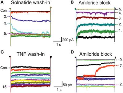 TNF Lectin-Like Domain Restores Epithelial Sodium Channel Function in Frameshift Mutants Associated with Pseudohypoaldosteronism Type 1B